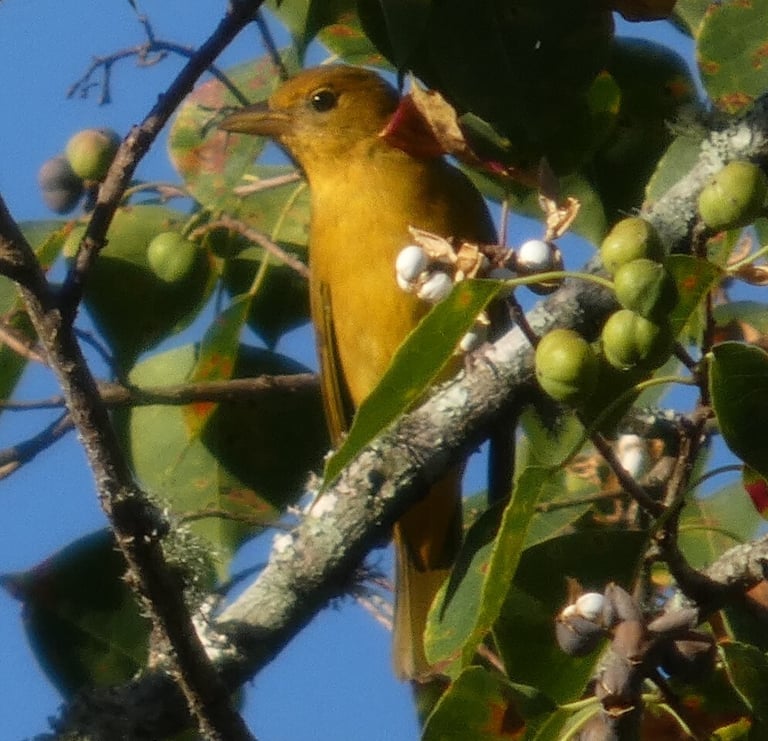 A rose-red songbird with a stout, pointed bill perched on a branch in the forest canopy