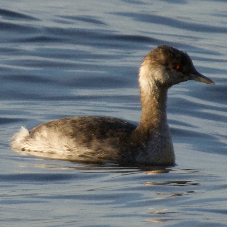 A small waterbird with chestnut flanks, a black head bearing golden-orange tufted plumes, and bright red eyes, floating low on the water