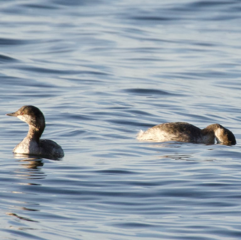 A small waterbird with chestnut flanks, a black head bearing golden-orange tufted plumes, and bright red eyes, floating low on the water