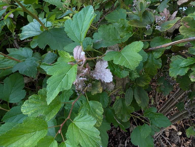 白い粉状の菌糸が葉の表面に広がった植物の葉