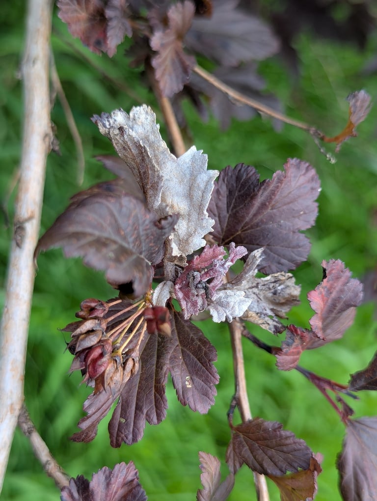 白い粉状の菌糸が葉の表面に広がった植物の葉