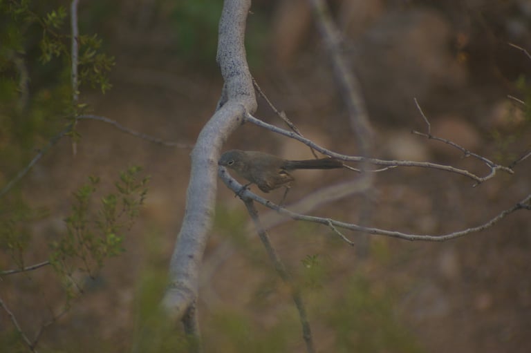 A small blue-gray bird with white underparts, a long black tail edged with white, and a black cap over the eyes, perched on a desert shrub