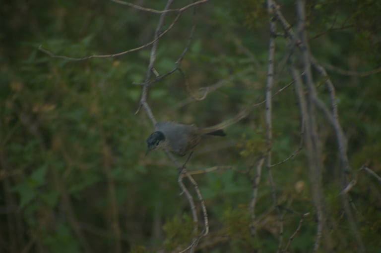 A small blue-gray bird with white underparts, a long black tail edged with white, and a black cap over the eyes, perched on a desert shrub