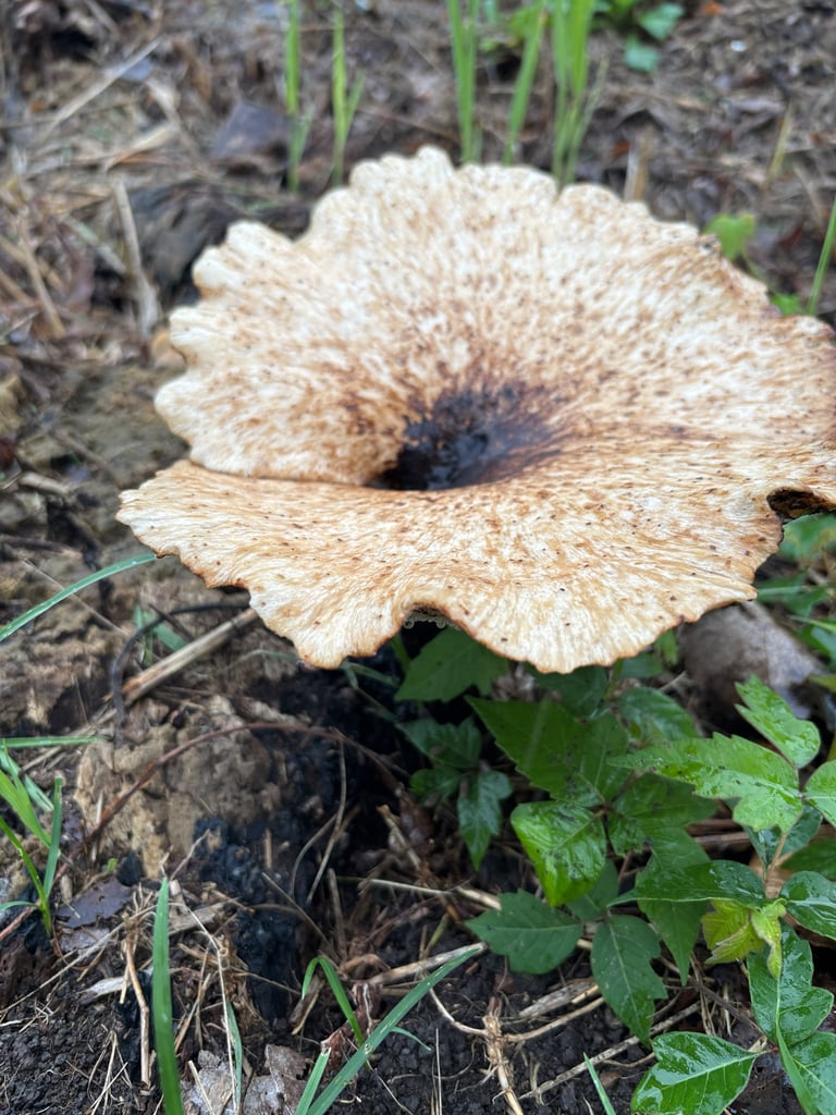 A large, round bracket fungus with a yellow-brown cap covered in dark scales, growing from the trunk of a hardwood tree with closely packed pores visible on its underside.
