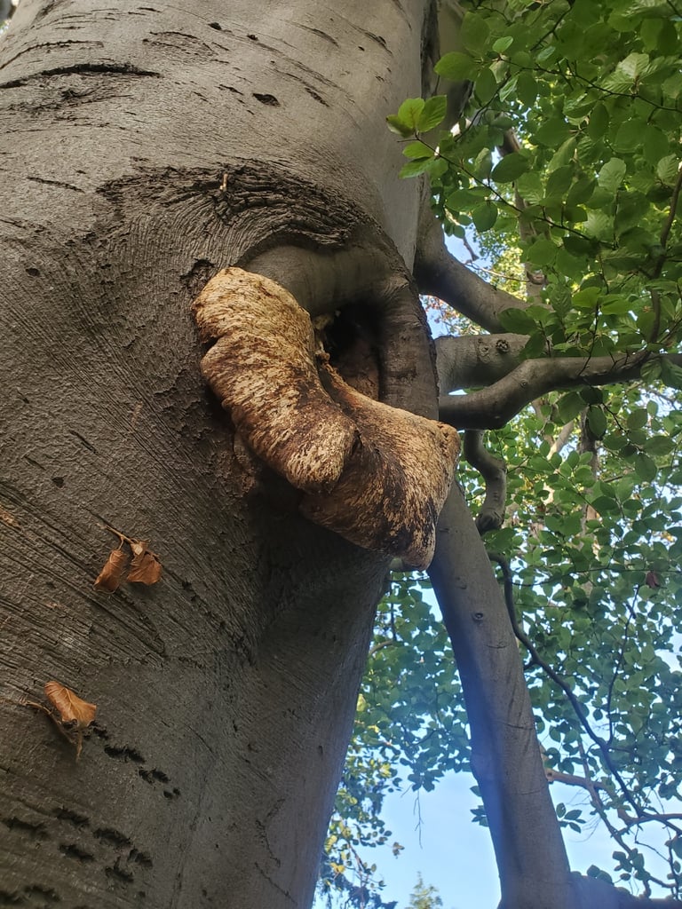 A large, round bracket fungus with a yellow-brown cap covered in dark scales, growing from the trunk of a hardwood tree with closely packed pores visible on its underside.