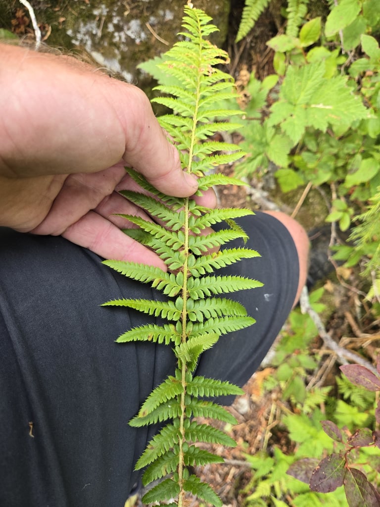 Una felce con fronde pennate di colore verde scuro che crescono a ciuffo, tipica del sottobosco forestale