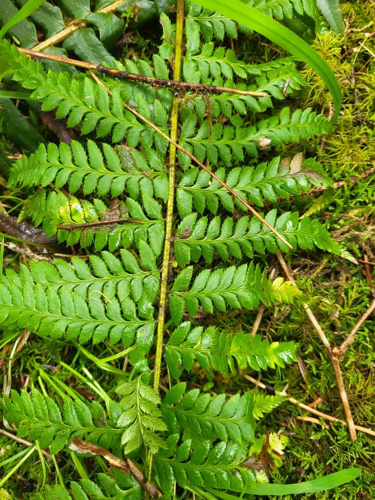Una felce con fronde pennate di colore verde scuro che crescono a ciuffo, tipica del sottobosco forestale