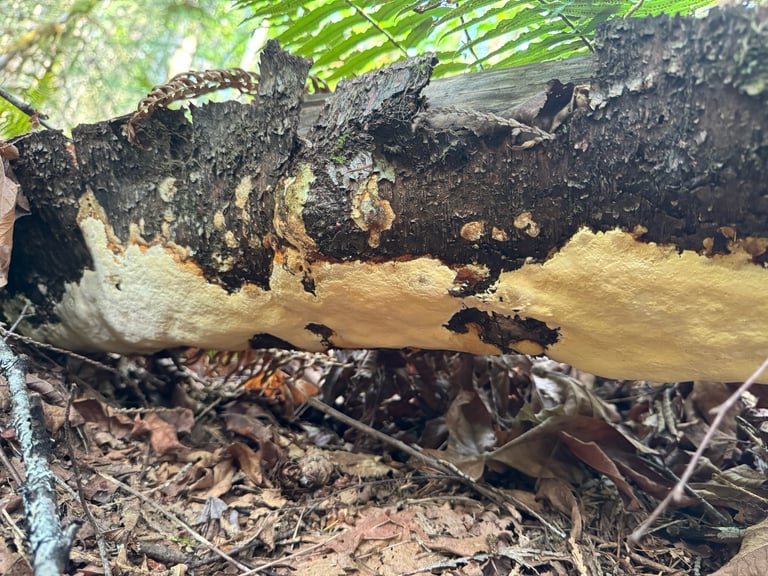 A poroid bracket fungus growing on the bark of a conifer trunk