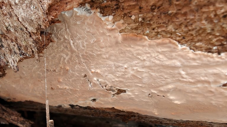 A poroid bracket fungus growing on the bark of a conifer trunk