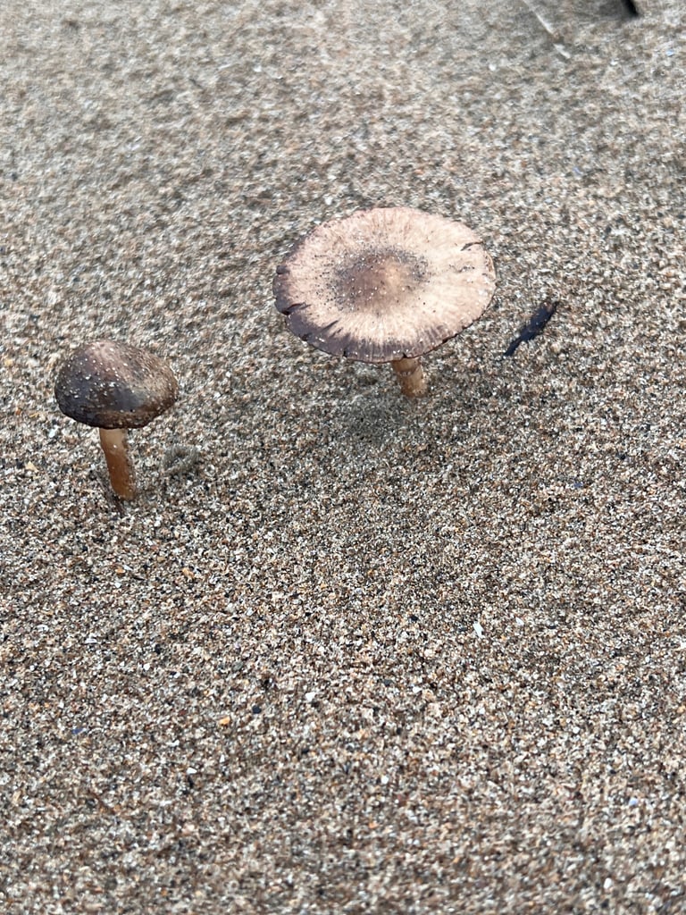 A small, dark-capped mushroom with a sand-coated brown cap, growing among marram grass on a dune