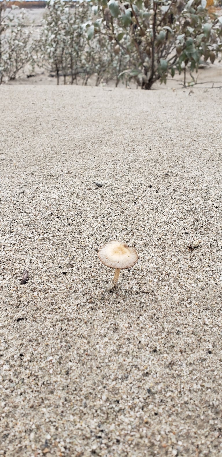 A small, dark-capped mushroom with a sand-coated brown cap, growing among marram grass on a dune
