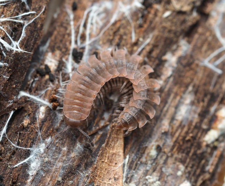 背中が平らで多数の体節を持つ褐色のヤスデ、Pseudopolydesmus serratus