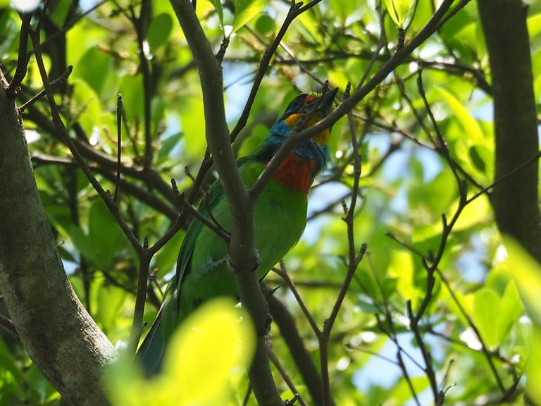 A stocky, mostly green barbet with a yellow forehead, red spot near the eye, blue face markings, mustard-yellow throat, and a breast marked with a blue band and a red band