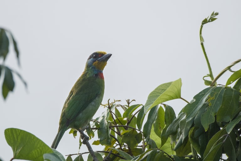 A stocky, mostly green barbet with a yellow forehead, red spot near the eye, blue face markings, mustard-yellow throat, and a breast marked with a blue band and a red band