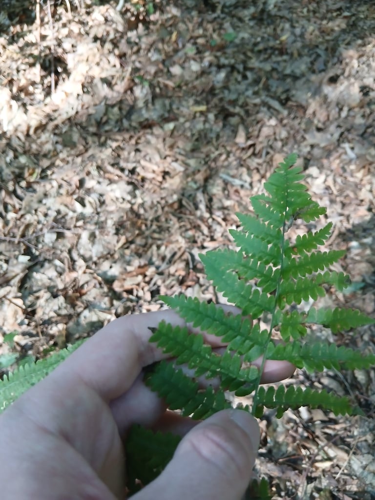 Une fougère aux grandes frondes triangulaires vert foncé, déployées en éventail au sommet d'une tige dressée émergeant du sol