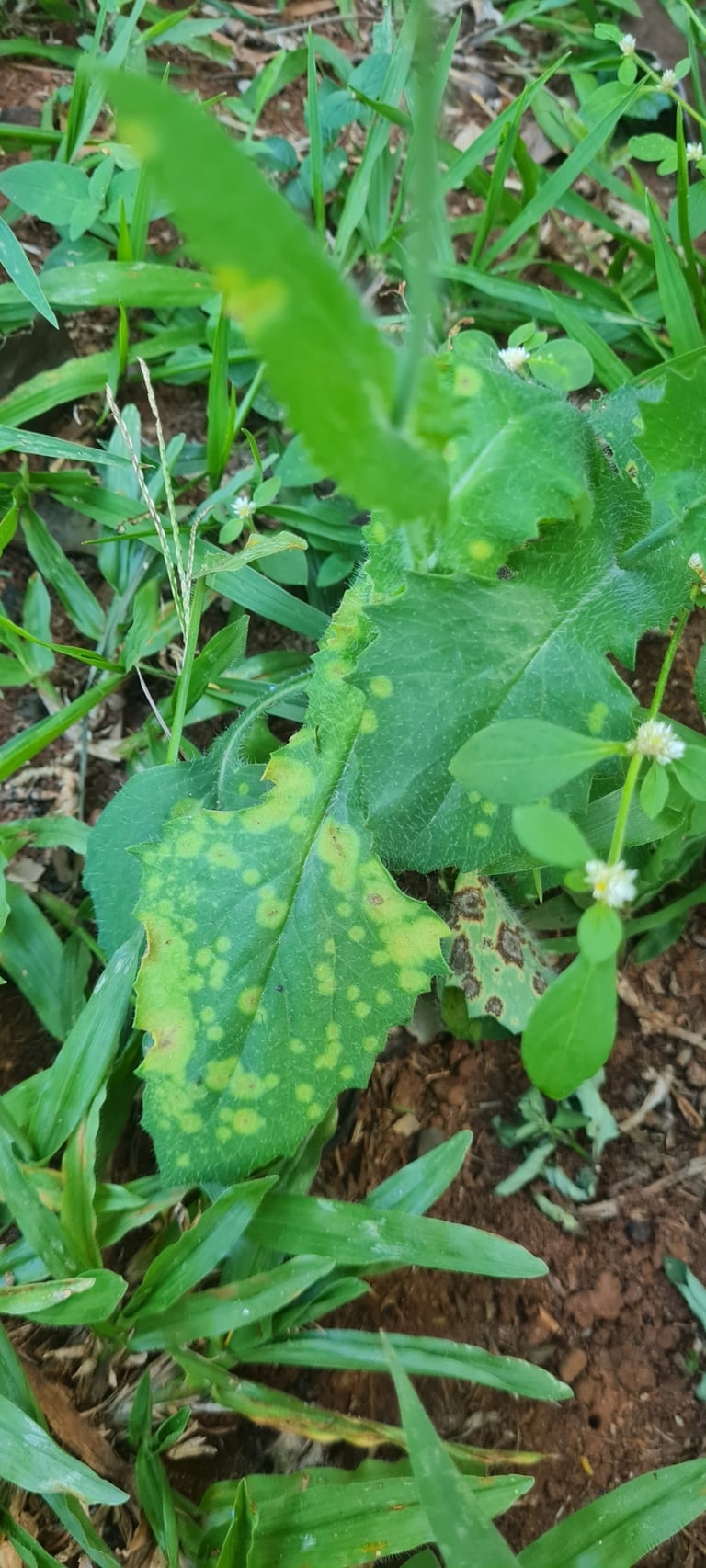 Rust-colored fungal pustules on the leaf surface of an Asteraceae host plant, typical of a Puccinia rust infection