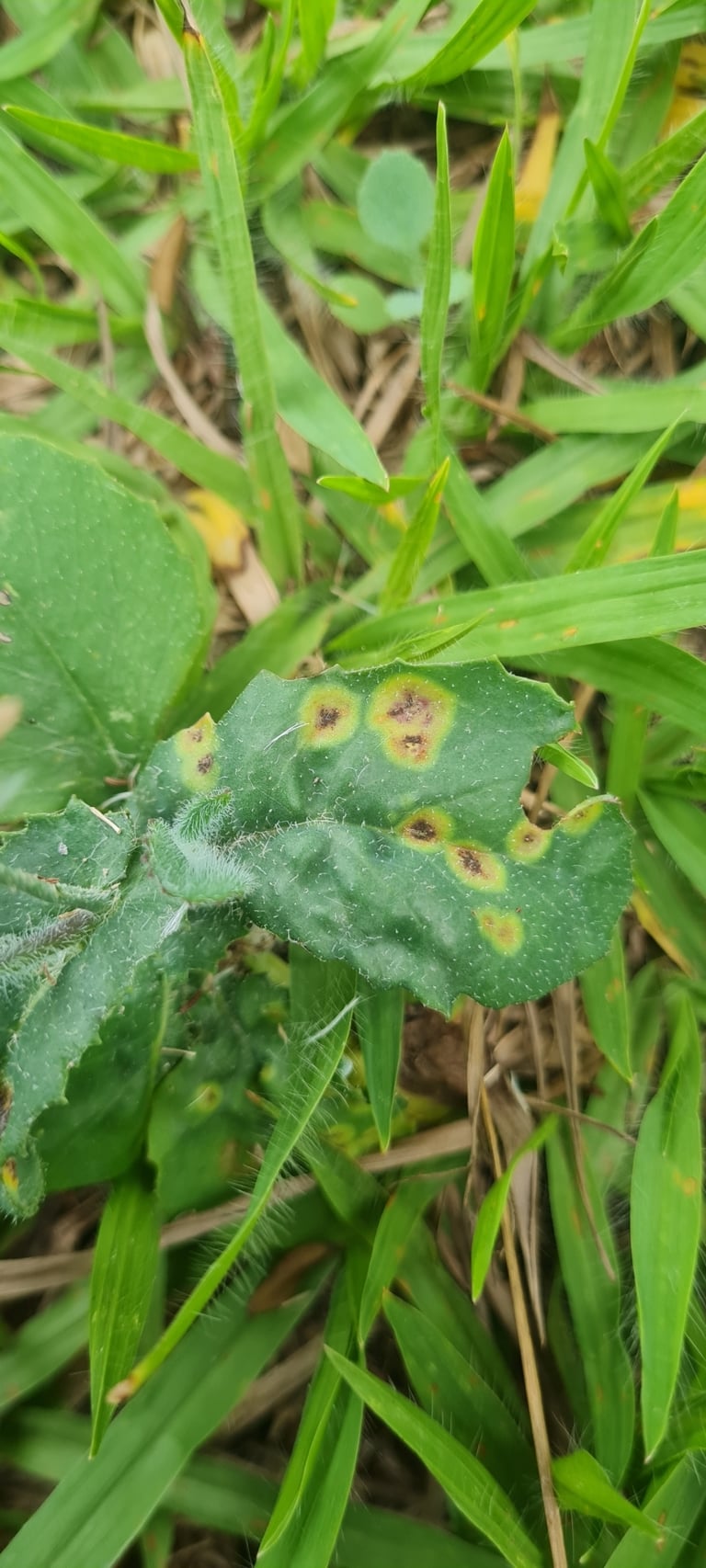 Rust-colored fungal pustules on the leaf surface of an Asteraceae host plant, typical of a Puccinia rust infection