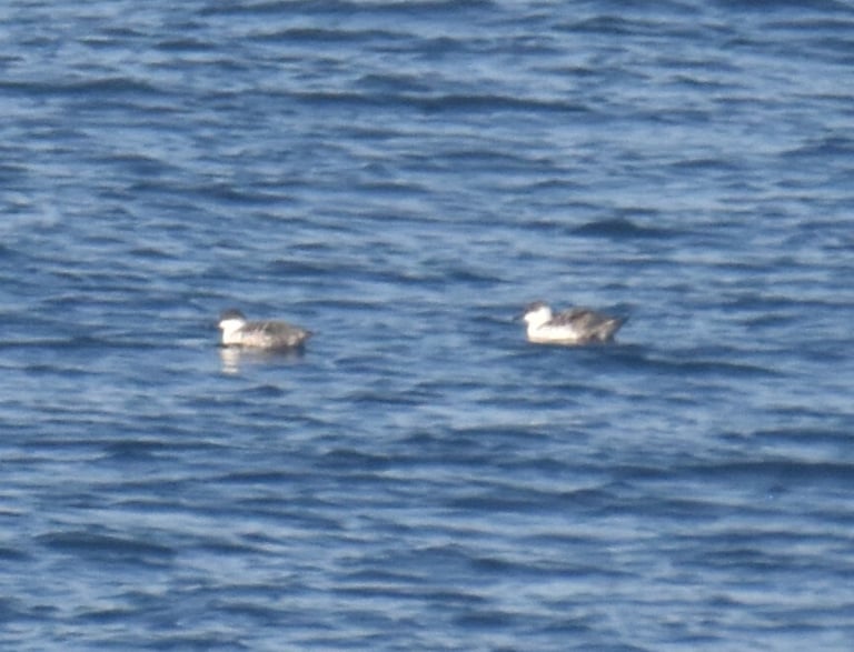 A great shearwater, a large dark-backed seabird with a black cap and white underparts, in flight low over the ocean