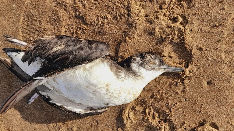 A great shearwater, a large dark-backed seabird with a black cap and white underparts, in flight low over the ocean