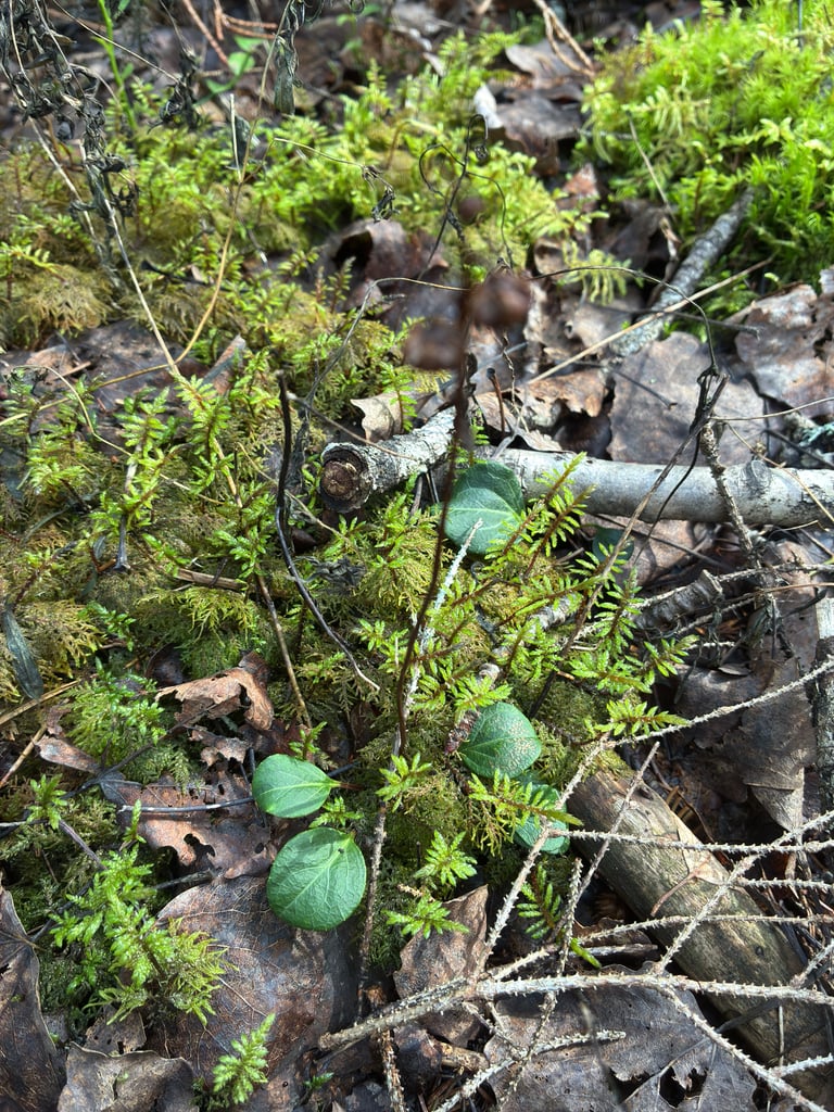 A low evergreen woodland plant with a basal rosette of rounded leaves and a slender stalk bearing small, pale green, nodding flowers