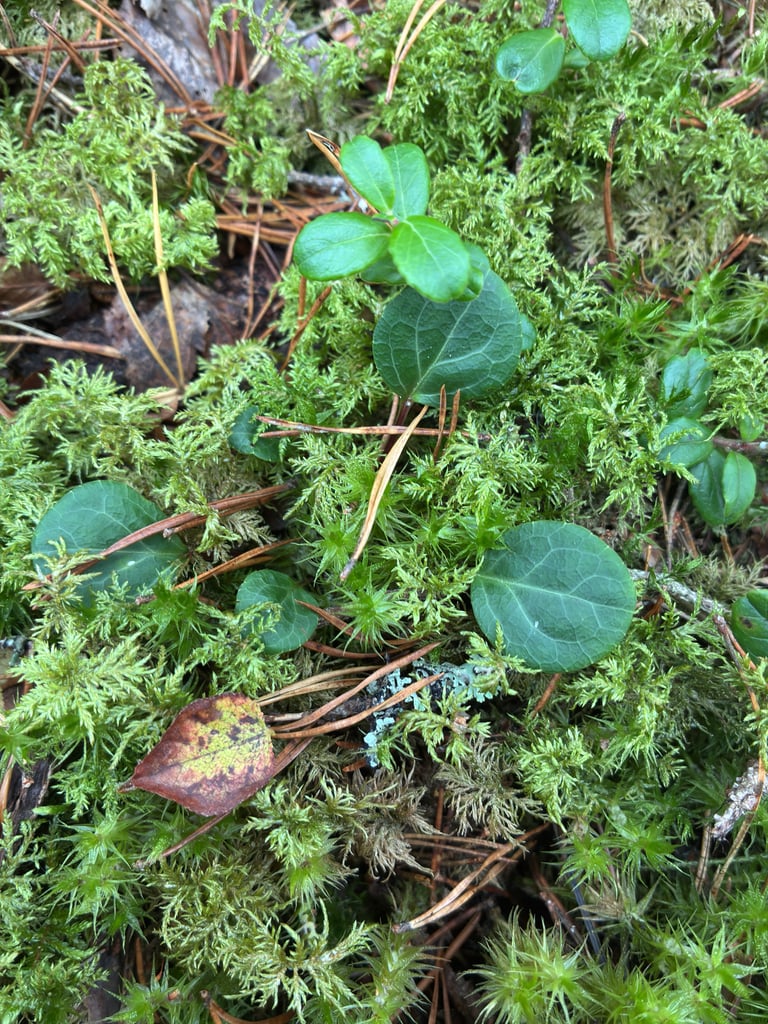 A low evergreen woodland plant with a basal rosette of rounded leaves and a slender stalk bearing small, pale green, nodding flowers