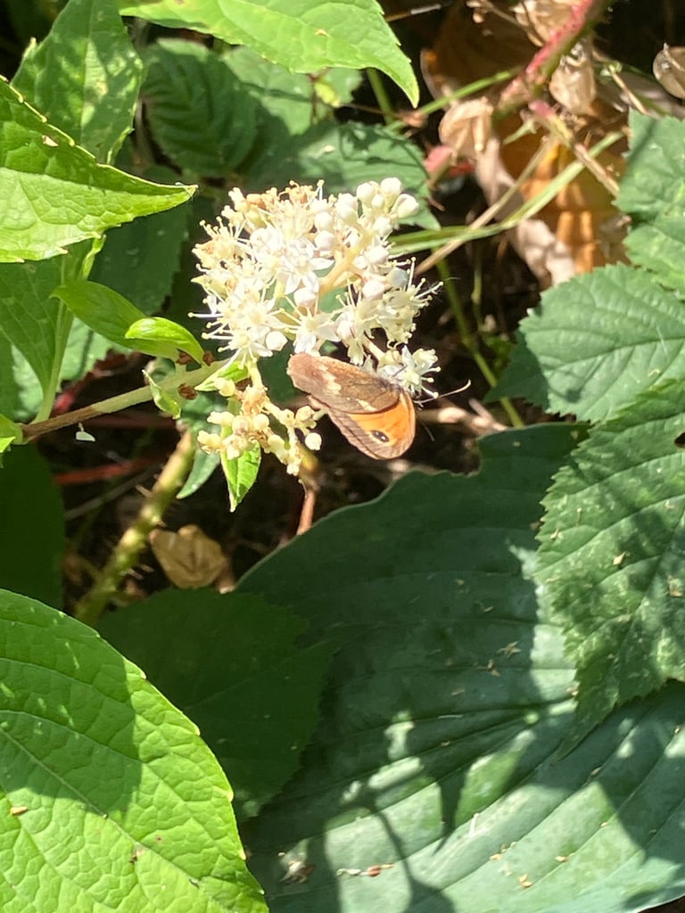 An orange-brown butterfly with dark wing markings, two prominent brown eyespots, and a pattern of spots along the wing edges, resting with wings open on vegetation