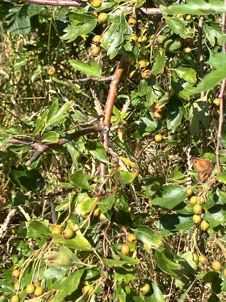An orange-brown butterfly with dark wing markings, two prominent brown eyespots, and a pattern of spots along the wing edges, resting with wings open on vegetation
