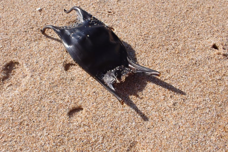An adult blonde ray resting on a sandy seafloor, its flattened kite-shaped body brown with pale creamy blotches and dense dark spots covering its pectoral fins and short tail.