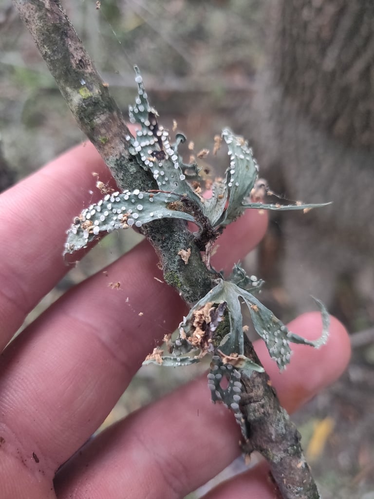 Lichen fruticuleux aux branches pendantes jaune paille poussant sur l'écorce d'un arbre