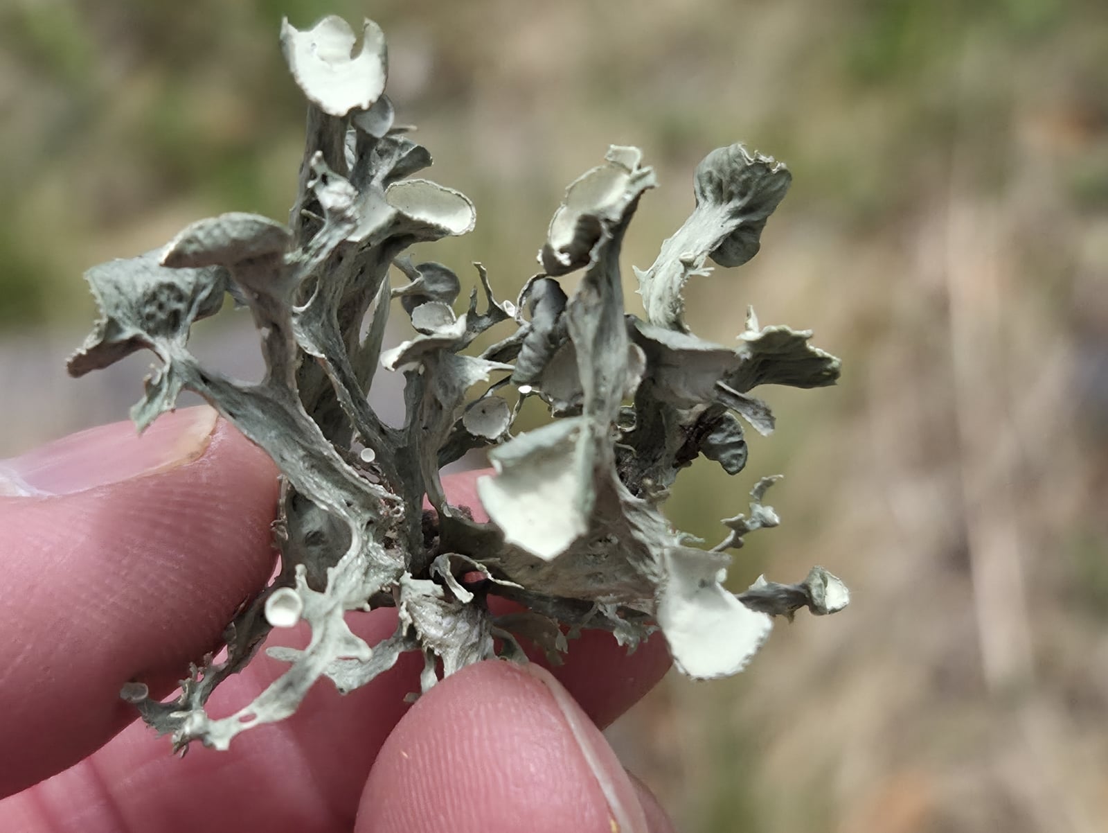 Ramalina sinensis