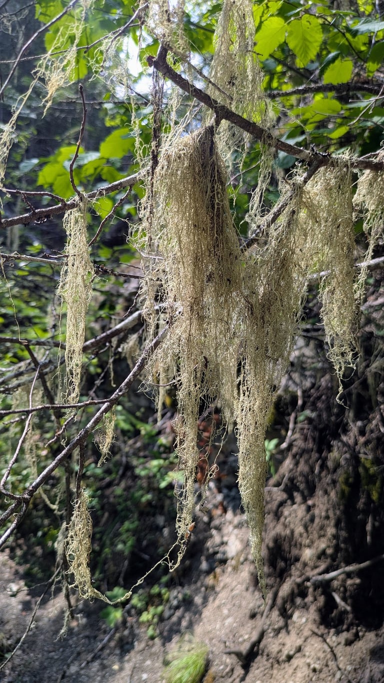 A fruticose lichen, Ramalina thrausta, a branching lichen that grows upright or hanging rather than flat against a surface