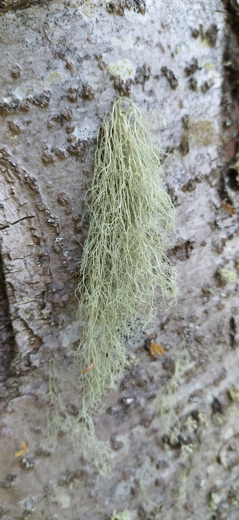 A fruticose lichen, Ramalina thrausta, a branching lichen that grows upright or hanging rather than flat against a surface