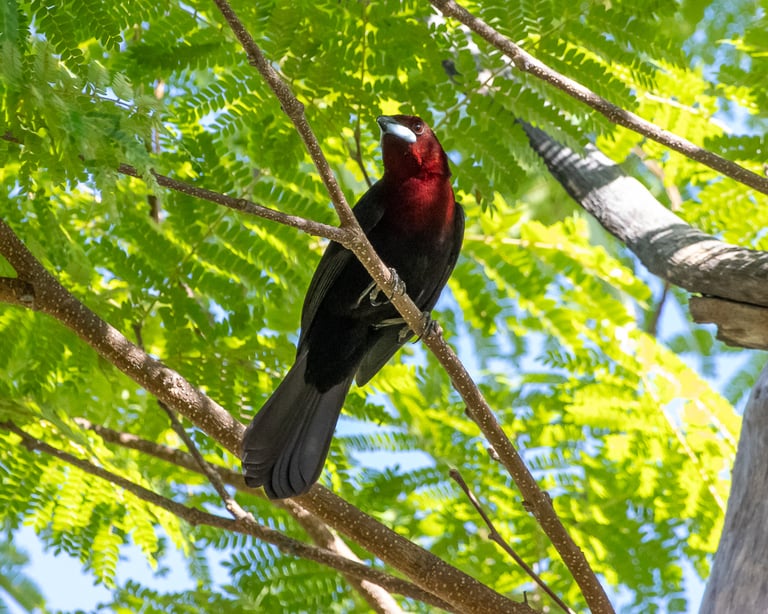 A silver-beaked tanager perched on a branch, showing its deep crimson body plumage and distinctive silvery-white lower bill against a dark upper bill