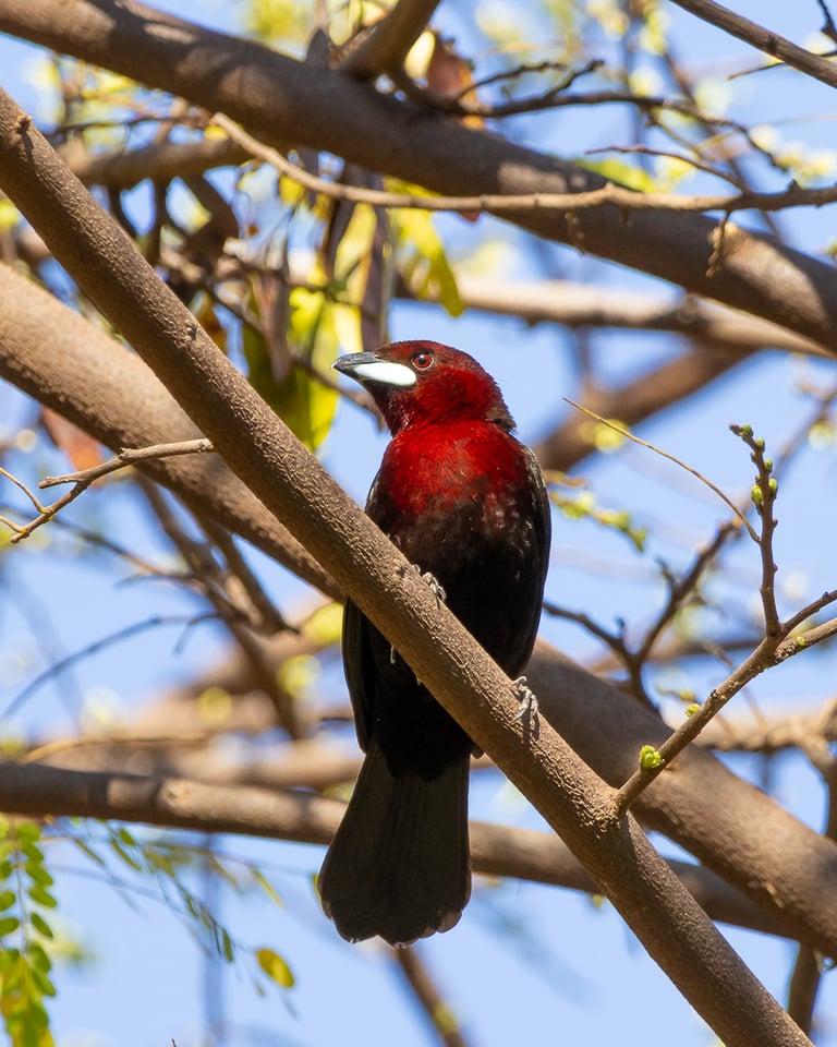 A silver-beaked tanager perched on a branch, showing its deep crimson body plumage and distinctive silvery-white lower bill against a dark upper bill
