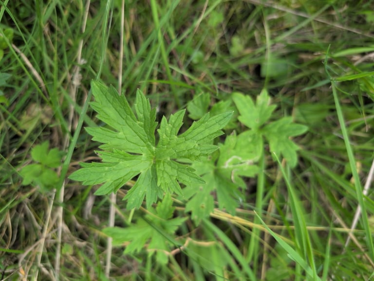 A meadow buttercup plant with glossy yellow five-petaled flowers held above deeply lobed, hairy green leaves on an erect, branching stem.