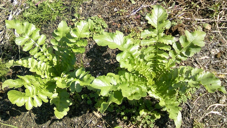 Uma planta de rabanete com raiz globular vermelha e folhas verdes em roseta