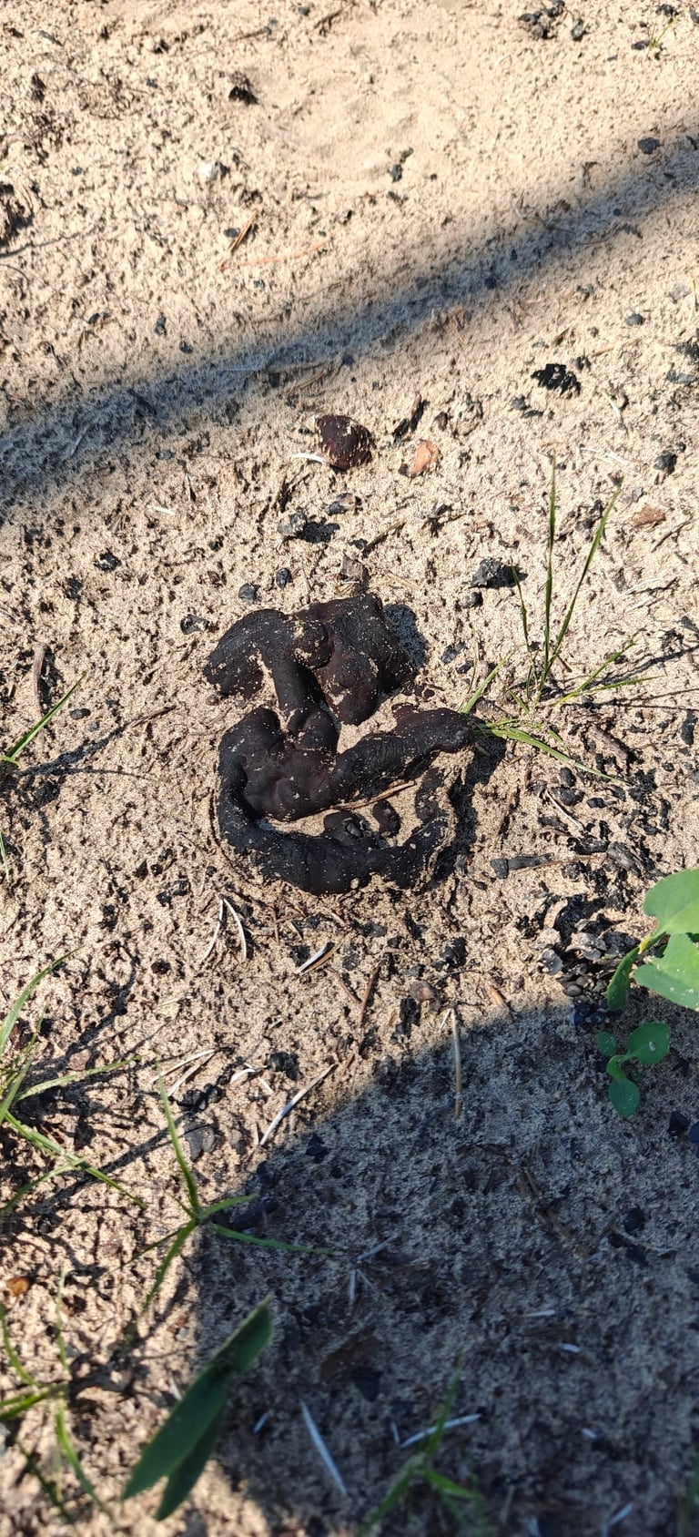 A flat, dark purple-brown fungal crust with a wavy cream-yellow margin, attached to burned soil by yellowish root-like threads