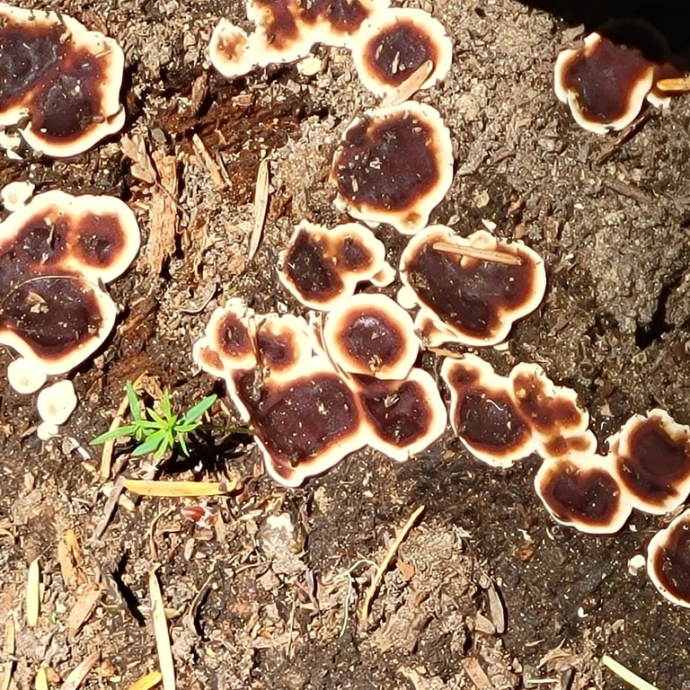 A flat, dark purple-brown fungal crust with a wavy cream-yellow margin, attached to burned soil by yellowish root-like threads