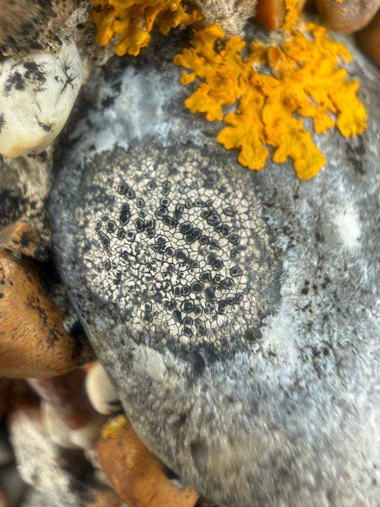 A pale grey to brown crust lichen on rock, cracked into tiny angular plates with scattered small black fruiting discs