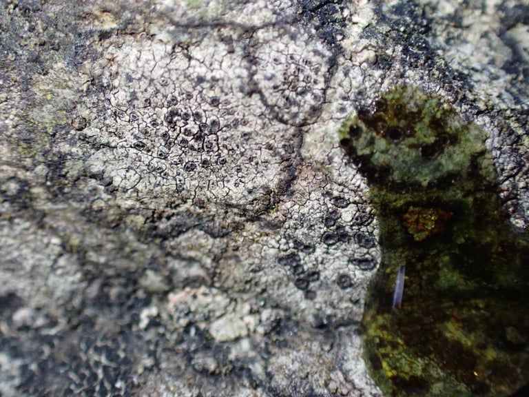 A pale grey to brown crust lichen on rock, cracked into tiny angular plates with scattered small black fruiting discs