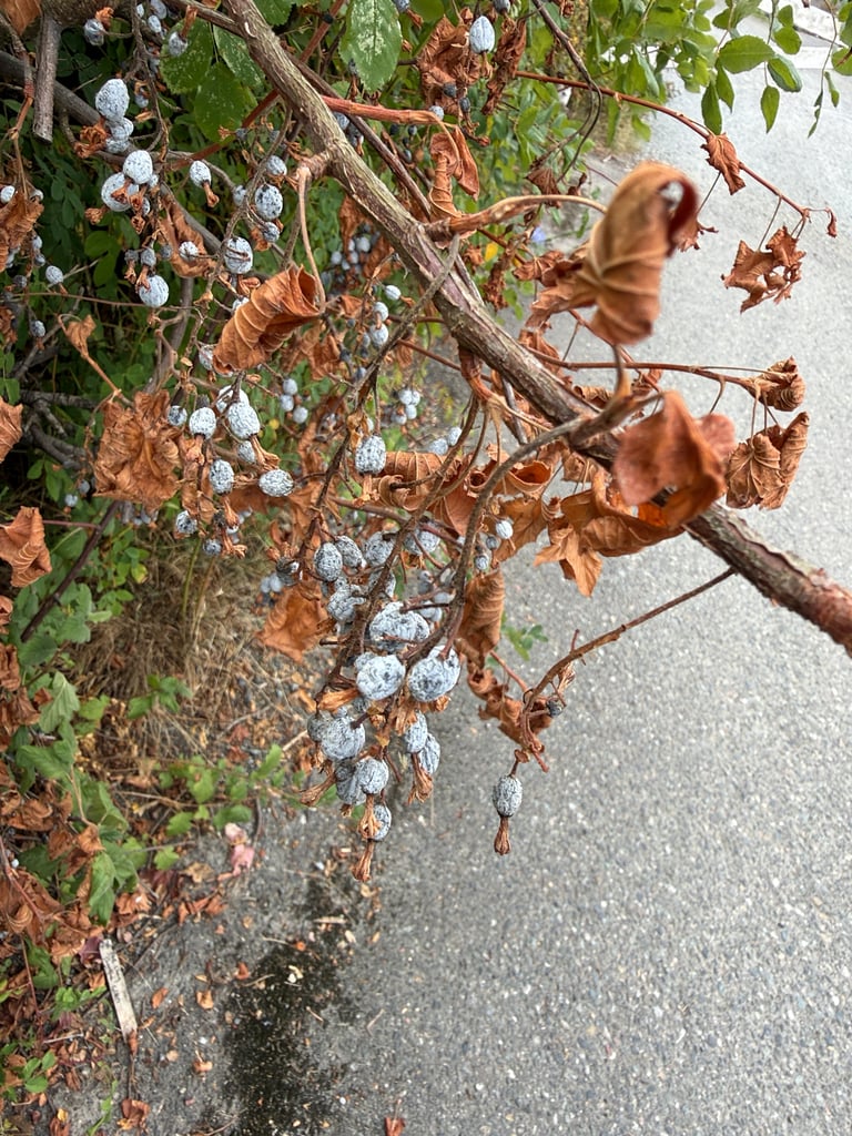 A deciduous shrub with arching branches bearing dangling clusters of small red flowers and palmately lobed leaves
