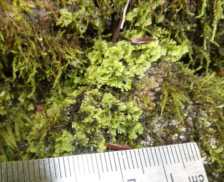 Lumut hati *Riccardia multifida*