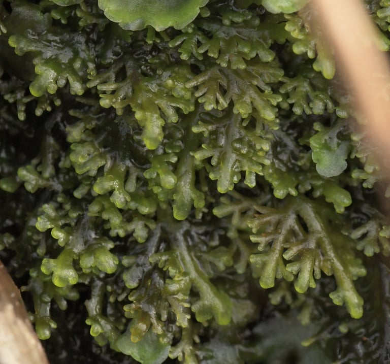 A small, green, thallose liverwort with narrow, repeatedly branched ribbon-like segments, typical of the genus Riccardia.