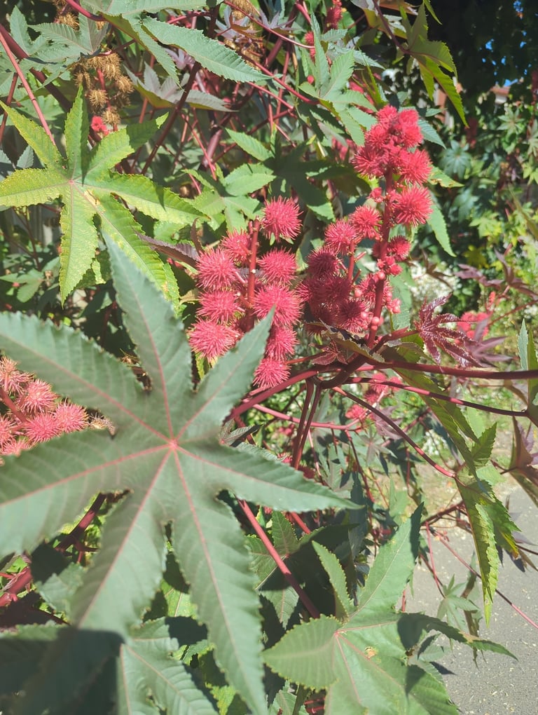 Arbusto de hojas grandes y palmeadas de color verde oscuro o púrpura, con racimos de frutos espinosos verdes o rojizos