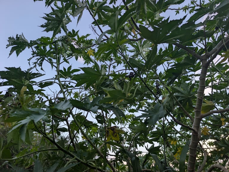 Arbusto de hojas grandes y palmeadas de color verde oscuro o púrpura, con racimos de frutos espinosos verdes o rojizos