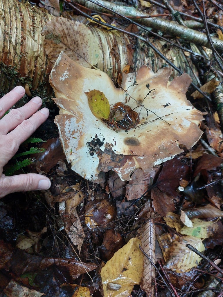 A large white, funnel-shaped mushroom with a thick stipe and closely spaced gills, partially emerged from the forest floor litter