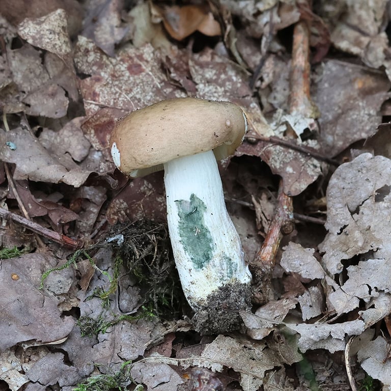 Le champignon *Russula graveolens*, espèce du genre Russula
