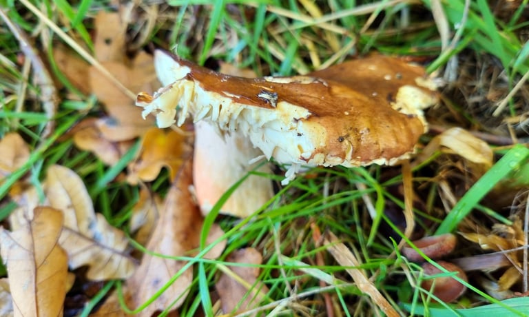 Le champignon *Russula graveolens*, espèce du genre Russula
