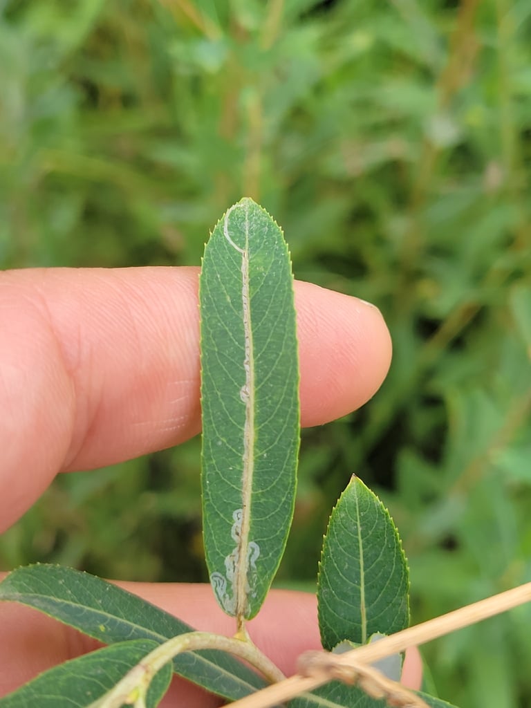 A purple willow shrub with slender, flexible reddish-purple twigs and narrow pale green leaves