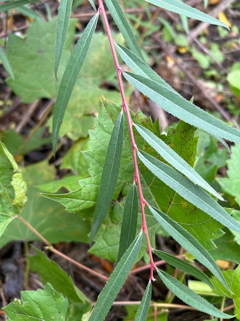 A purple willow shrub with slender, flexible reddish-purple twigs and narrow pale green leaves